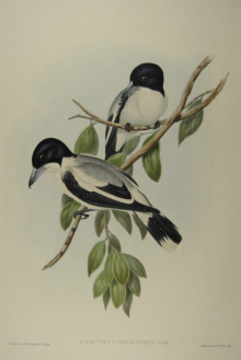 John Gould's Birds of Australia